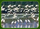 Kumarakom Bird Sanctuary, Kerala