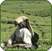 Kerala Tea and Coffee Gardens