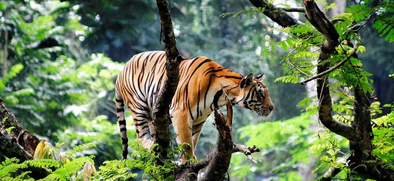 Kerala Wildlife Sanctuaries, Wildlife Travel Packages