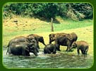 Periyar Wildlife Sanctuary