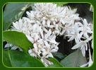 Coffee Plant, Munnar