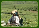 Tea and Coffee Gardens, Kerala