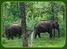 Wayanad Wildlife Sanctuary, Wayanad