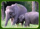 Kerala Wildlife Sanctuaries