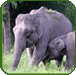 Kerala Wildlife Sanctuaries, India