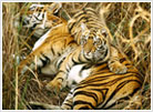 Tiger at Jim Corbett National Park