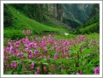 Valley of Flower