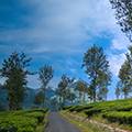 Wayanad